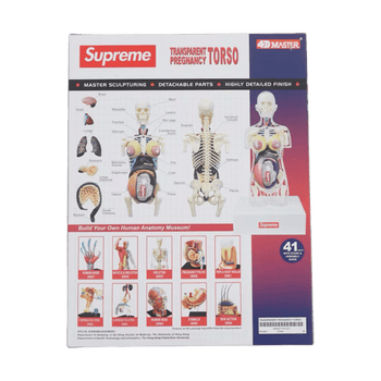 Supreme Female Anatomy Model Clear