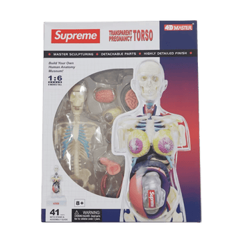 Supreme Female Anatomy Model Clear