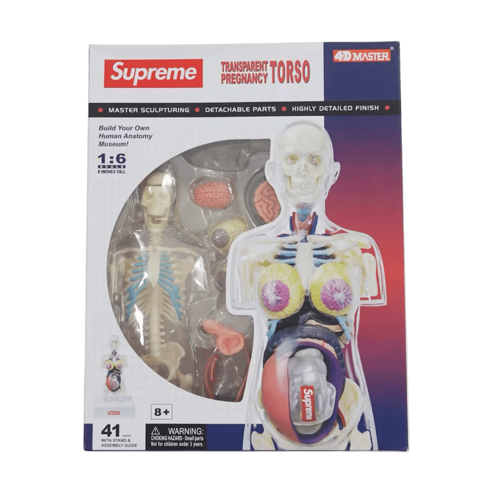 Supreme Female Anatomy Model Clear